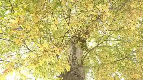 大手神社の自然