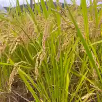 高司神社〜むすびの神の鎮まる社〜の周辺