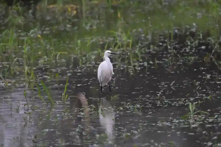 鷲宮神社の動物