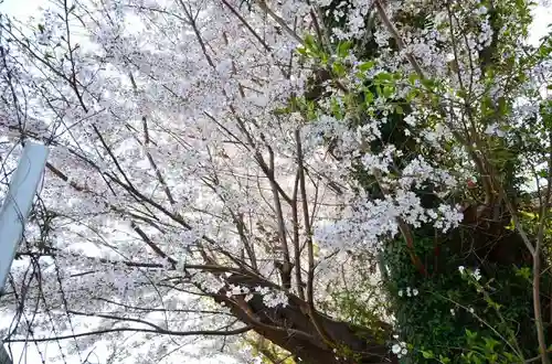 弥生神社の自然