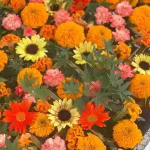 長良神社の手水舎(2021年10月01日(金) 20時17分31秒投稿)