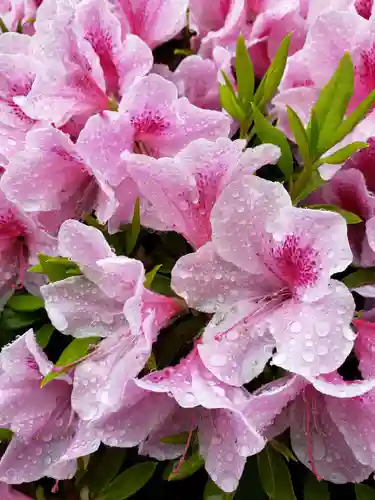 妙法寺(東京都)