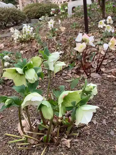 白岡八幡神社の自然