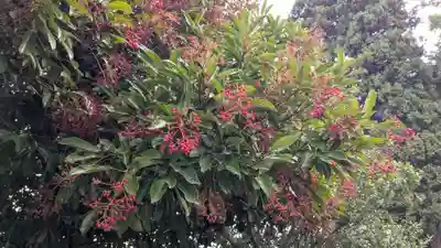 神明社（竹内天神堂古墳）の自然