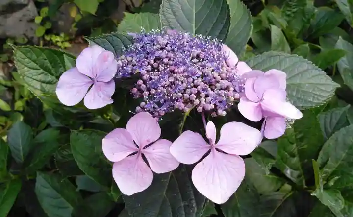 高幡不動尊 金剛寺の自然