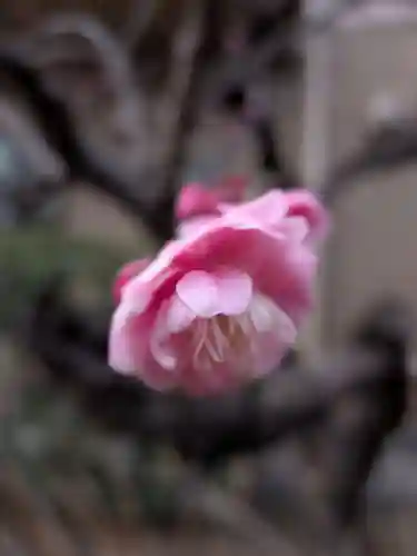 桜神宮(東京都)