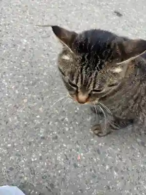 中尊寺の{uncategorized: "未分類", other: "その他", undefined: "問題あり", building: "その他建物", grave: "お墓", sacred_gate: "鳥居", guardian: "狛犬", statue: "像", buddha: "仏像", history: "歴史", nature: "自然", garden: "庭園", animal: "動物", pagoda: "塔", temizu: "手水舎", mountain_gate: "山門・神門", sanctuary: "本殿・本堂", subordinate: "末社・摂社", art: "芸術", scenery: "景色", jizo: "地蔵", ema: "絵馬", goshuin: "御朱印", omikuji: "おみくじ", items: "授与品その他", amulet: "お守り", goshuincho: "御朱印帳", eats: "食事", festival: "お祭り", votive_dance: "神楽", shichigosan: "七五三参", wedding: "結婚式", experience: "体験その他", initially: "初詣", around: "周辺", anti_infection: "感染症対策"}