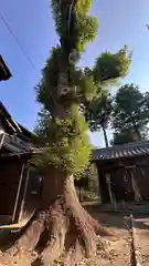 猿田彦神社(滋賀県)