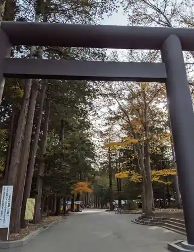 北海道神宮の鳥居