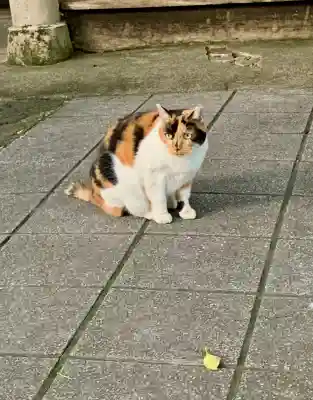 蠣崎神社(宮城県)