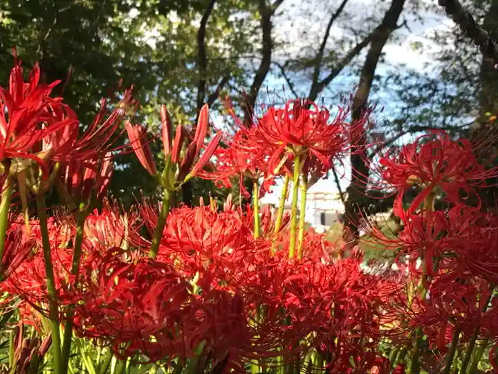 厳嶋神社の自然