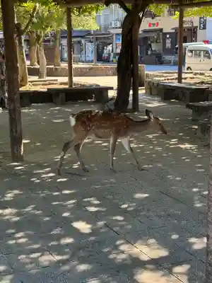 厳島神社(広島県)