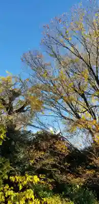 日枝神社の自然