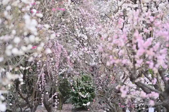 小村井 香取神社(東京都)
