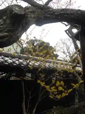 東慶寺の自然