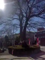 鎮守氷川神社の自然