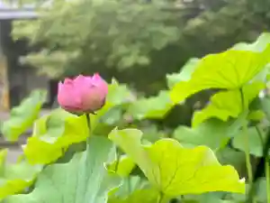 伊勢の国 四天王寺(三重県)(2023年06月26日(月) 16時18分43秒投稿)