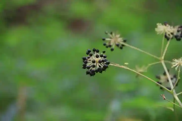 鹿島大神宮の自然