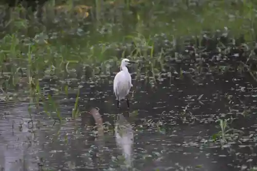 鷲宮神社の動物