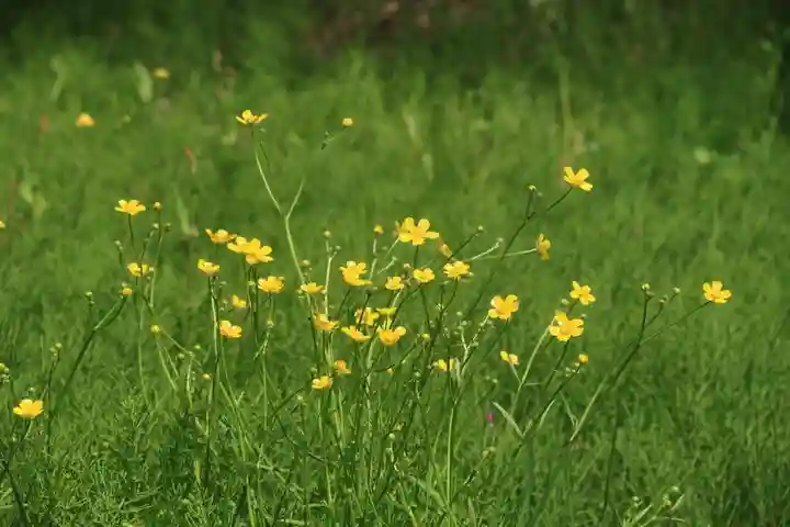 鹿島大神宮の自然