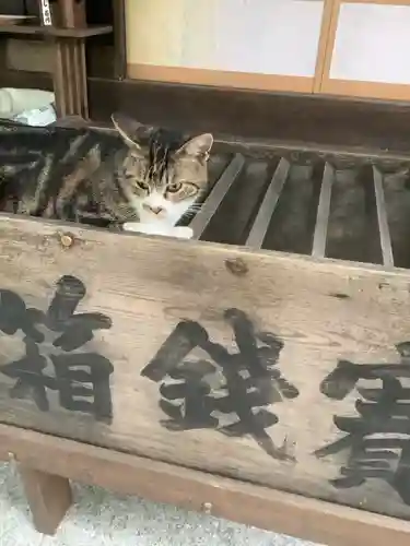 玉野御嶽神社の動物