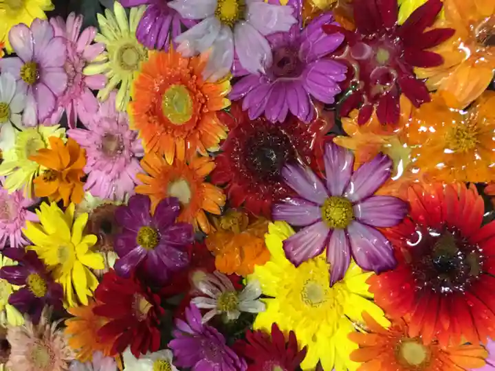 札幌諏訪神社の手水舎