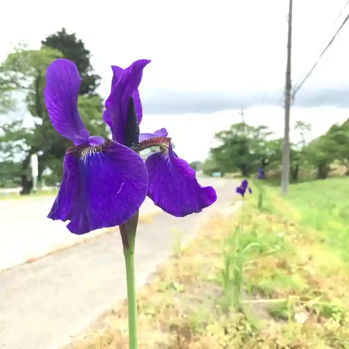 高司神社〜むすびの神の鎮まる社〜の自然
