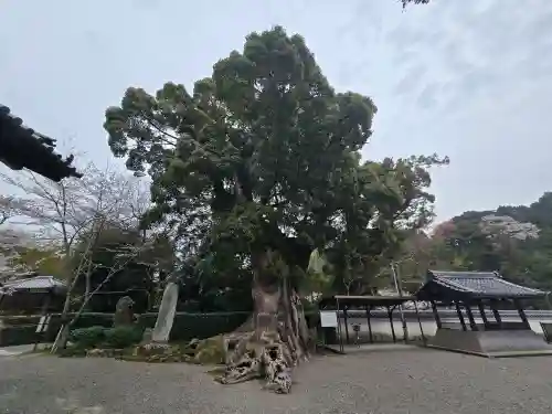 粉河寺(和歌山県)
