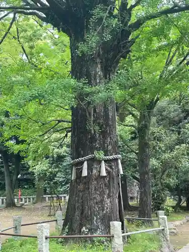 赤坂氷川神社(東京都)