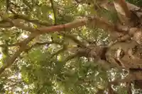 道庭香取神社(埼玉県)