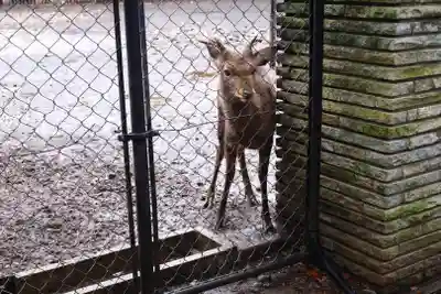 三嶋大社(静岡県)