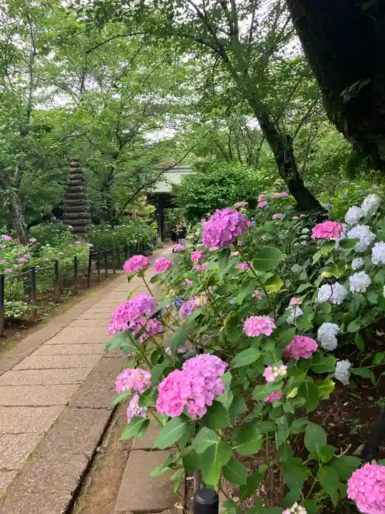 本土寺(千葉県)