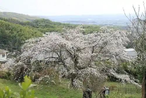 地蔵院(京都府)