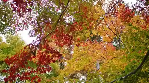 今熊野観音寺の自然