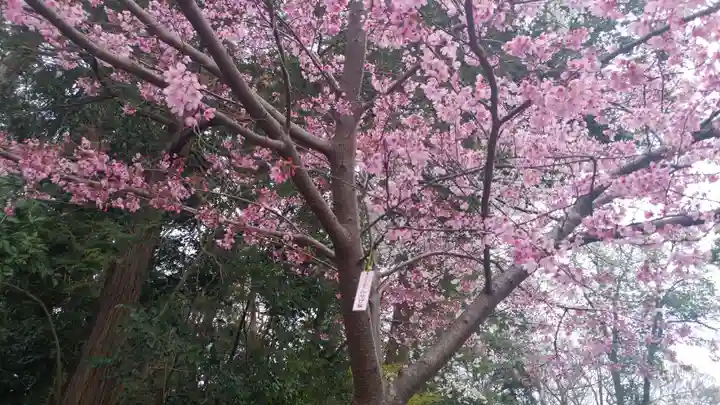 櫻木神社の自然
