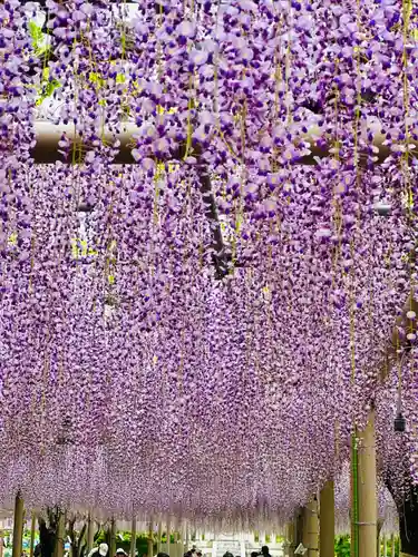 曼陀羅寺の自然