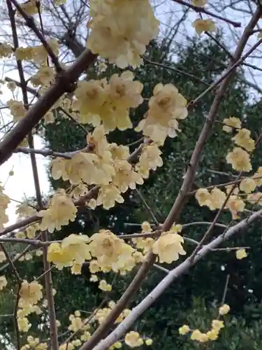 玉敷神社の自然