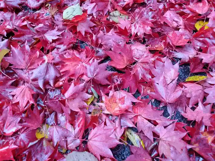 鷹栖神社の自然