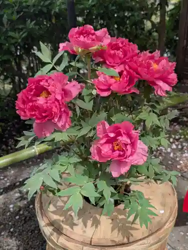 鶴岡八幡宮の庭園