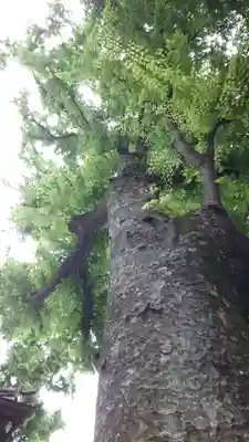 戸越八幡神社(東京都)