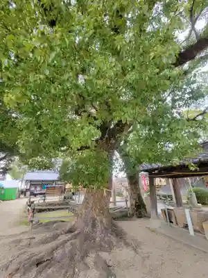 履脱天満神社の自然