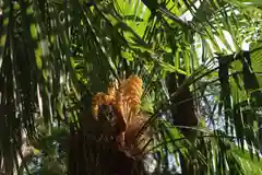 阿久津「田村神社」（郡山市阿久津町）旧社名：伊豆箱根三嶋三社の庭園