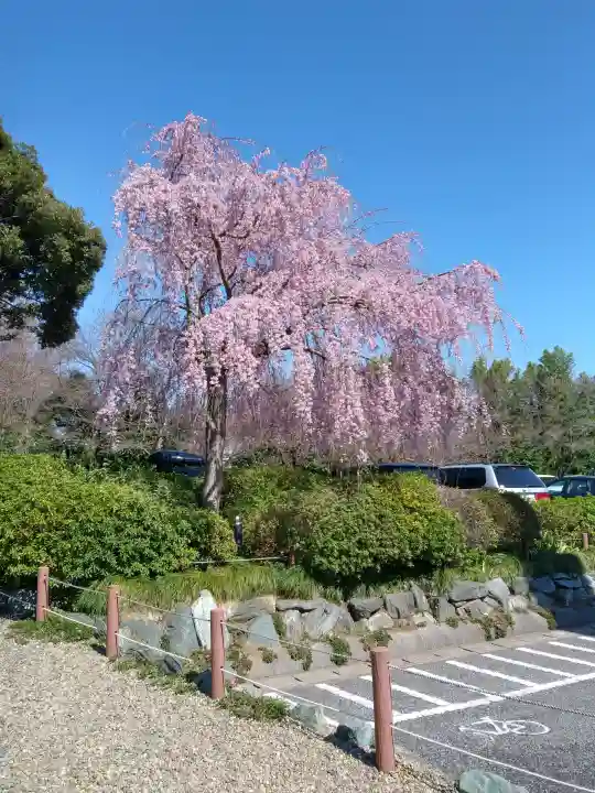 櫻木神社の{uncategorized: "未分類", other: "その他", undefined: "問題あり", building: "その他建物", grave: "お墓", sacred_gate: "鳥居", guardian: "狛犬", statue: "像", buddha: "仏像", history: "歴史", nature: "自然", garden: "庭園", animal: "動物", pagoda: "塔", temizu: "手水舎", mountain_gate: "山門・神門", sanctuary: "本殿・本堂", subordinate: "末社・摂社", art: "芸術", scenery: "景色", jizo: "地蔵", ema: "絵馬", goshuin: "御朱印", omikuji: "おみくじ", items: "授与品その他", amulet: "お守り", goshuincho: "御朱印帳", eats: "食事", festival: "お祭り", votive_dance: "神楽", shichigosan: "七五三参", wedding: "結婚式", experience: "体験その他", initially: "初詣", around: "周辺", anti_infection: "感染症対策"}