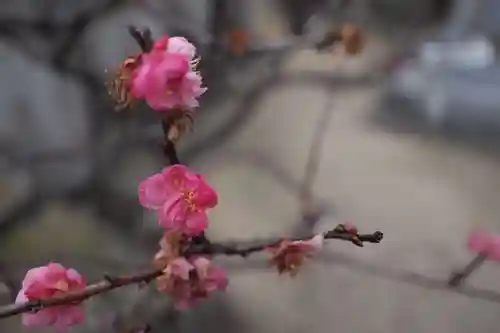 岡崎天満宮の自然