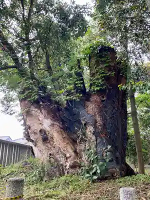 小浜神社の自然