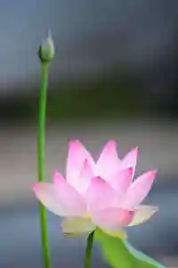 浄土寺(兵庫県)(2023年06月16日(金) 06時30分02秒投稿)