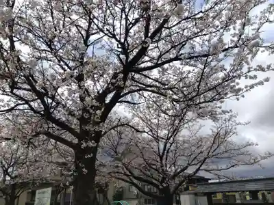 常国寺(新潟県)