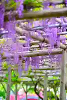 亀戸天神社(東京都)