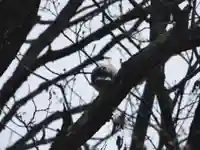 留辺蘂神社の動物