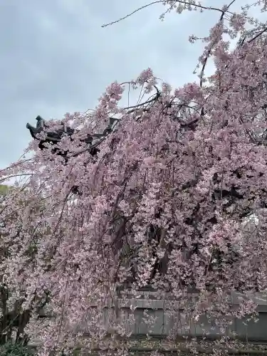 吉祥寺(東京都)